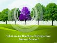 What are the Benefits of Hiring a Tree Removal Service? PowerPoint PPT Presentation