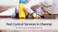 Find Top Rated General Pest Control in Chennai – HomeTriangle PowerPoint PPT Presentation