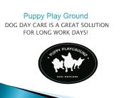 Dog boarding sydney - Puppy Playground