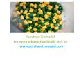 50mg high tramadol - Where to buy 50mg high tramadol dosage | Purchase Tramadol 50mg (1)