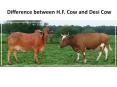 Difference between H.F. Cow and Desi Cow | GFO Farming PowerPoint PPT Presentation
