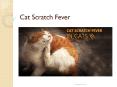 Cat Scratch Fever In Cats: Diagnosis & Prevention | BudgetVetCare PowerPoint PPT Presentation