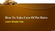 How To Take Care Of Pet Hairs