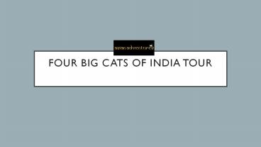 Four big cats of india tour