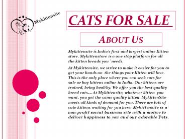Cats for Sale