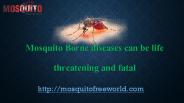 mosquito borne diseases