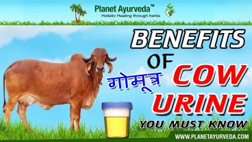 Benefits of Cow Urine You must Know