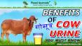 Benefits of Cow Urine You must Know PowerPoint PPT Presentation