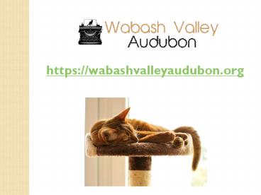 Multi Level Cat Tower With Scratchers