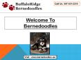 Bernedoodles Puppies` PowerPoint PPT Presentation