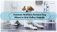 Common Nutrition-Related Dog Illness in Simi Valley Patients PowerPoint PPT Presentation