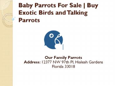 Baby Parrots For Sale | Buy Exotic Birds | Talking Parrots