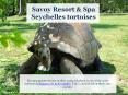 Seychelles tortoises - Savoy Resort & Spa PowerPoint PPT Presentation