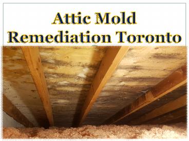 Attic Mold Remediation Toronto