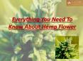 Everything You Need To Know About Hemp Flower