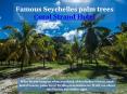 Famous Seychelles palm trees - Coral Strand Hotel PowerPoint PPT Presentation