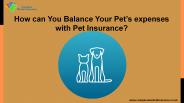 How Can You Protect Your Pet With Pet Insurance?