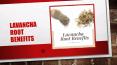Lavancha Root Benefits You Must Be Aware Of - Health And Nature PowerPoint PPT Presentation