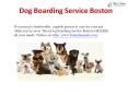 Dog Training Boston PowerPoint PPT Presentation