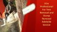 Hire Professional for Tree Removal Adelaide Service PowerPoint PPT Presentation