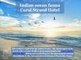 Indian ocean fauna - Coral Strand Hotel PowerPoint PPT Presentation
