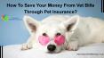 How To Save Your Money From Vet Bills Through Pet Insurance? PowerPoint PPT Presentation