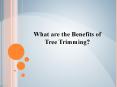 What are the Benefits of Tree Trimming? PowerPoint PPT Presentation