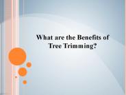 What are the Benefits of Tree Trimming?