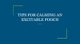 TIPS FOR CALMING AN EXCITABLE POOCH PowerPoint PPT Presentation