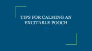 TIPS FOR CALMING AN EXCITABLE POOCH