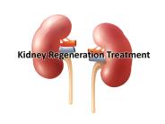 kidney regeneration treatment