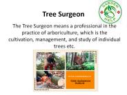 Tree Surgeons in Dublin (1)