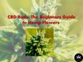 CBD Buds: The Beginners Guide to Hemp Flowers PowerPoint PPT Presentation