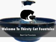 Thirsty Cat Fountains Presentation