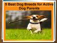 5 Best Dog Breeds for Active Dog Parents PowerPoint PPT Presentation