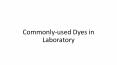 Commonly-used Dyes in Laboratory PowerPoint PPT Presentation