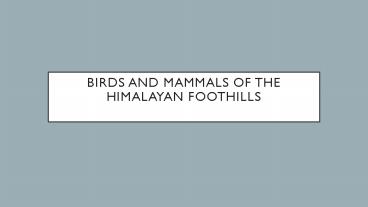 Birds And Mammals of the Himalayan Foothills