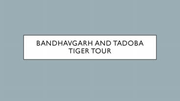 Bandhavgarh and tadoba tiger tour