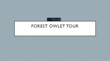 Forest owlet tour