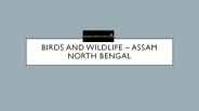 Birds and Wildlife – Assam North Bengal