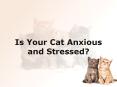 Is Your Cat Anxious and Stressed? PowerPoint PPT Presentation