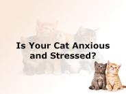 Is Your Cat Anxious and Stressed?