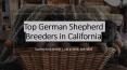 AKC Approved German Shepherd Litters for Sale in California