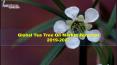 Global Tea Tree Oil Market Forecast 2019-2027- Inkwood Research PowerPoint PPT Presentation