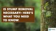 Is Stump Removal Necessary? Here’s What You Need To Know. PowerPoint PPT Presentation
