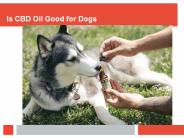 How Does CBD Oil Work on Dogs?