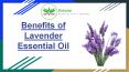 Benefits of Lavender Essential Oil PowerPoint PPT Presentation