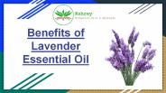 Benefits of Lavender Essential Oil