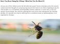 Have You Been Stung By A Wasp? What Can You Do About It? PowerPoint PPT Presentation