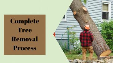 Complete Tree Removal Process presentation | free to download